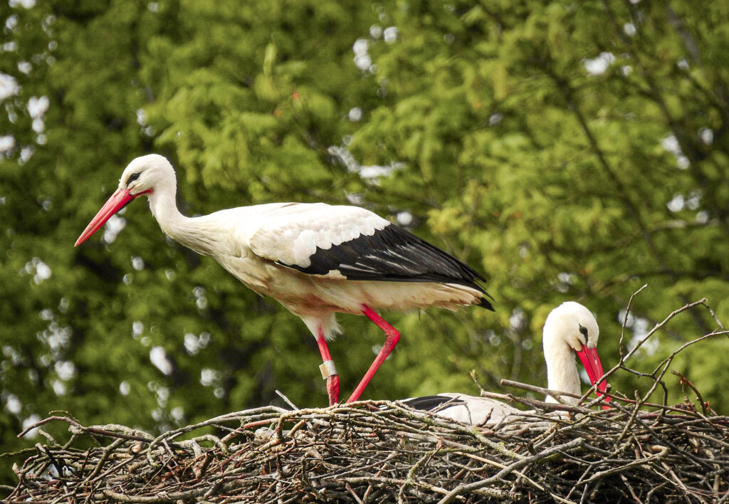 Ooievaars spotten in Eernewoude Friesland