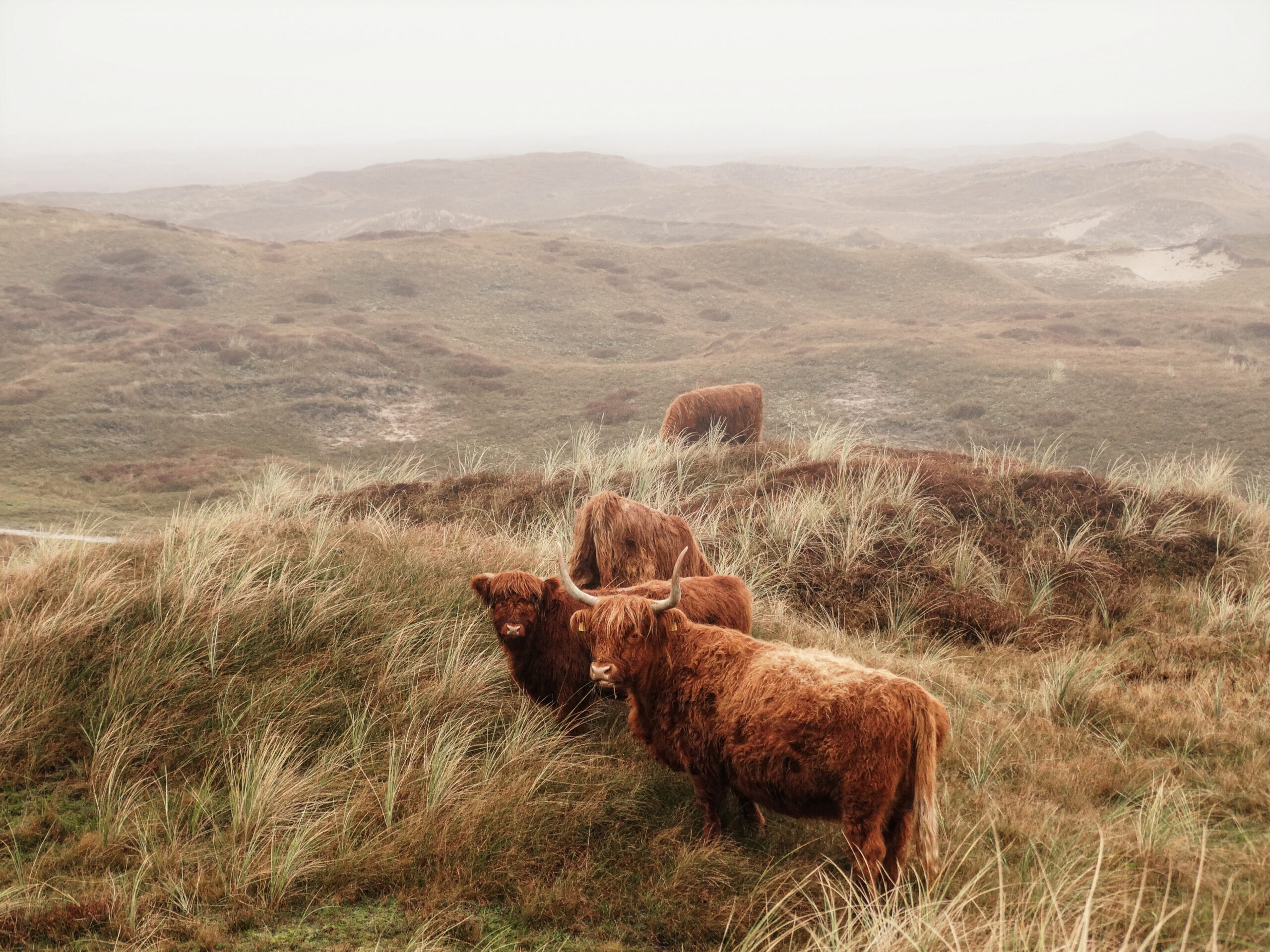 De indrukwekkende Schotse Hooglanders op Texel