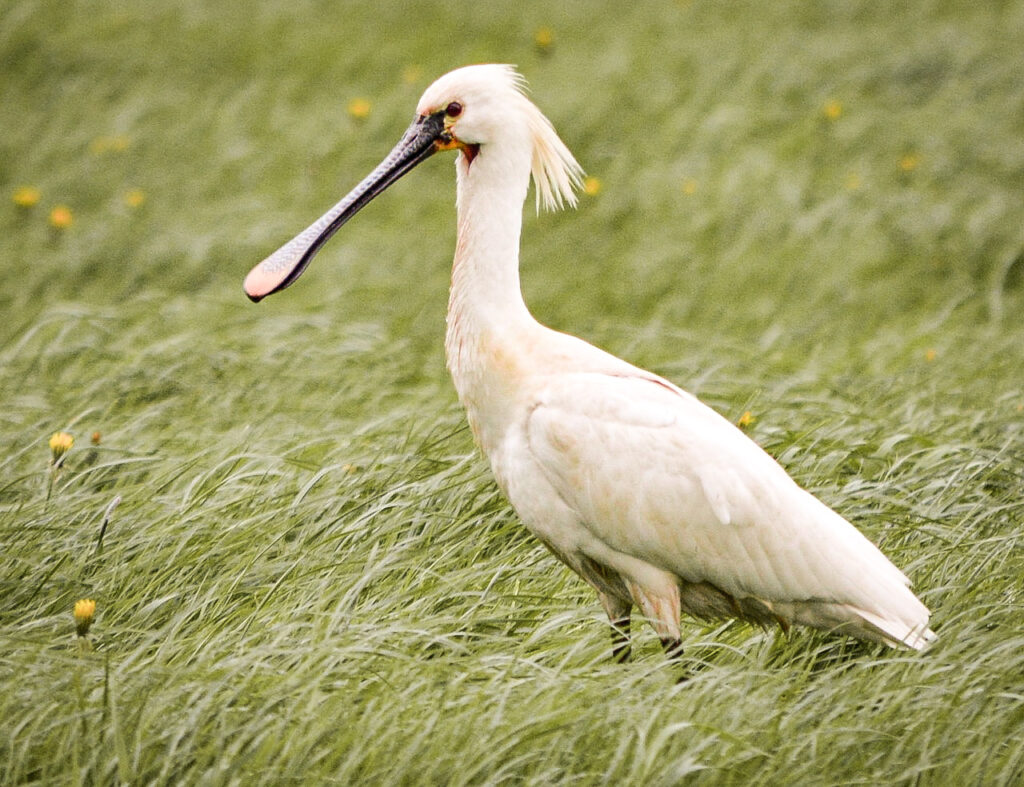 Spot de mooiste vogels op de Wadden