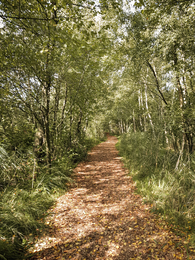 Nationale parken in Friesland: Bospad wandeling Alde Feanen