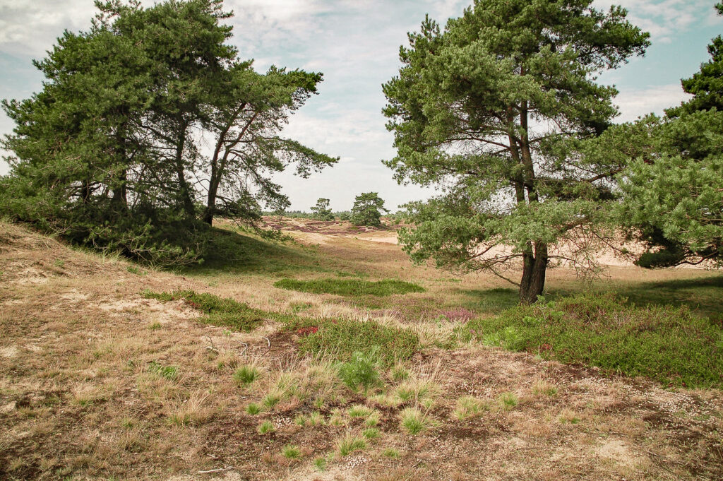 Genieten in Appelscha in Drents-Friese-Wold