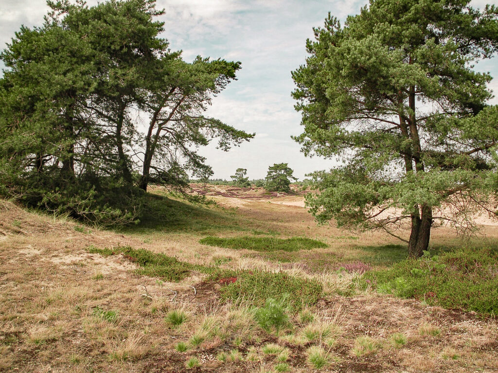 Nationale parken in Friesland: Genieten in Appelscha in Drents-Friese-Wold