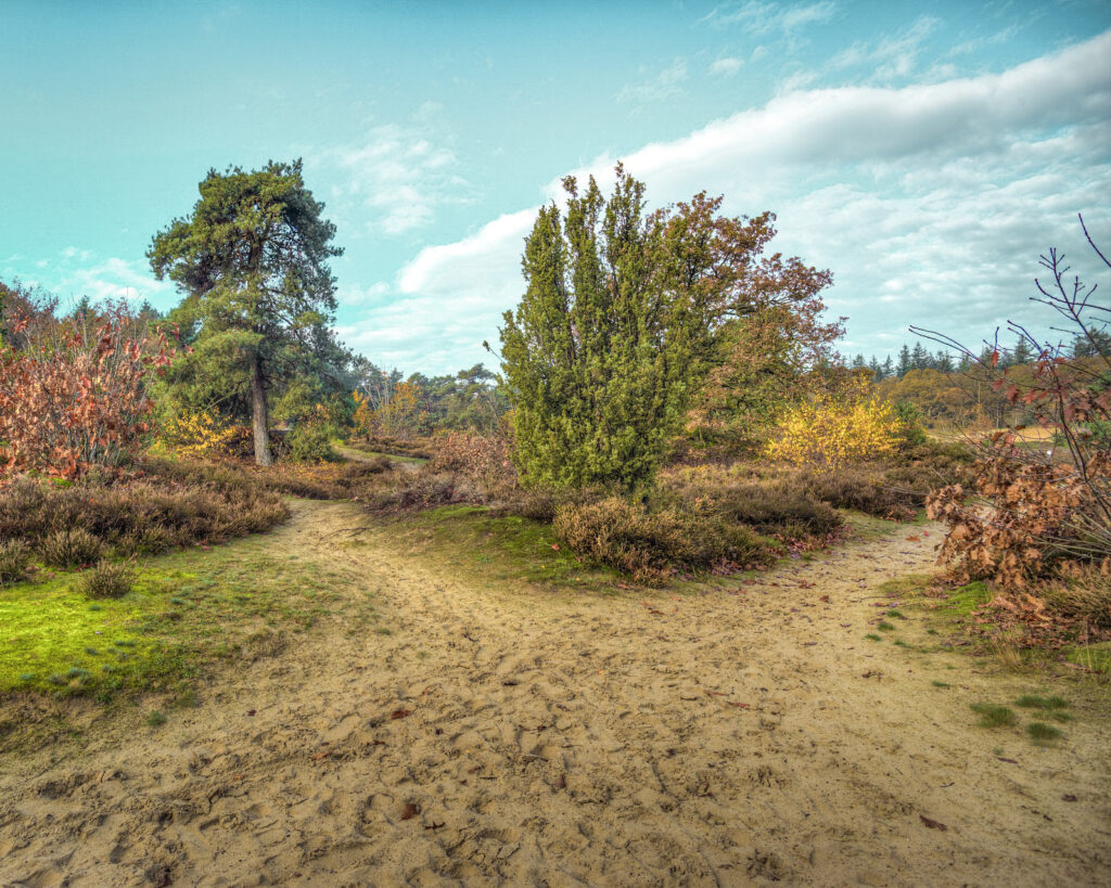 Heerlijk bospad door Prachtige bossen in Drents-Friese-Wold