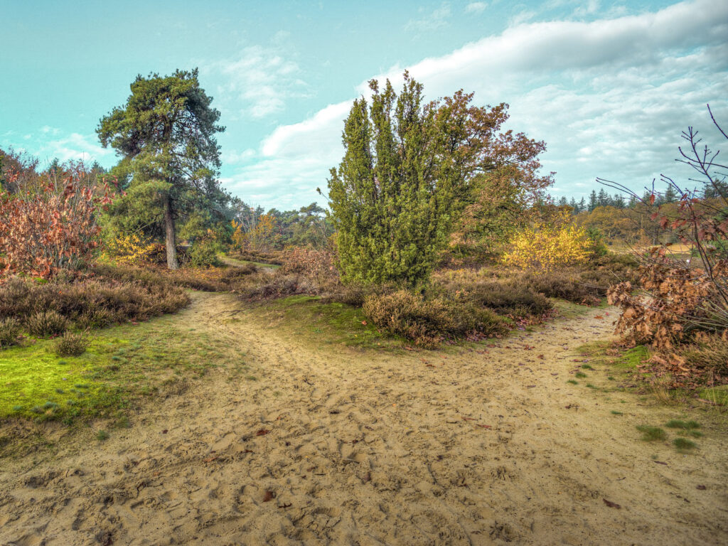 Heerlijk bospad door Prachtige bossen in Drents-Friese-Wold