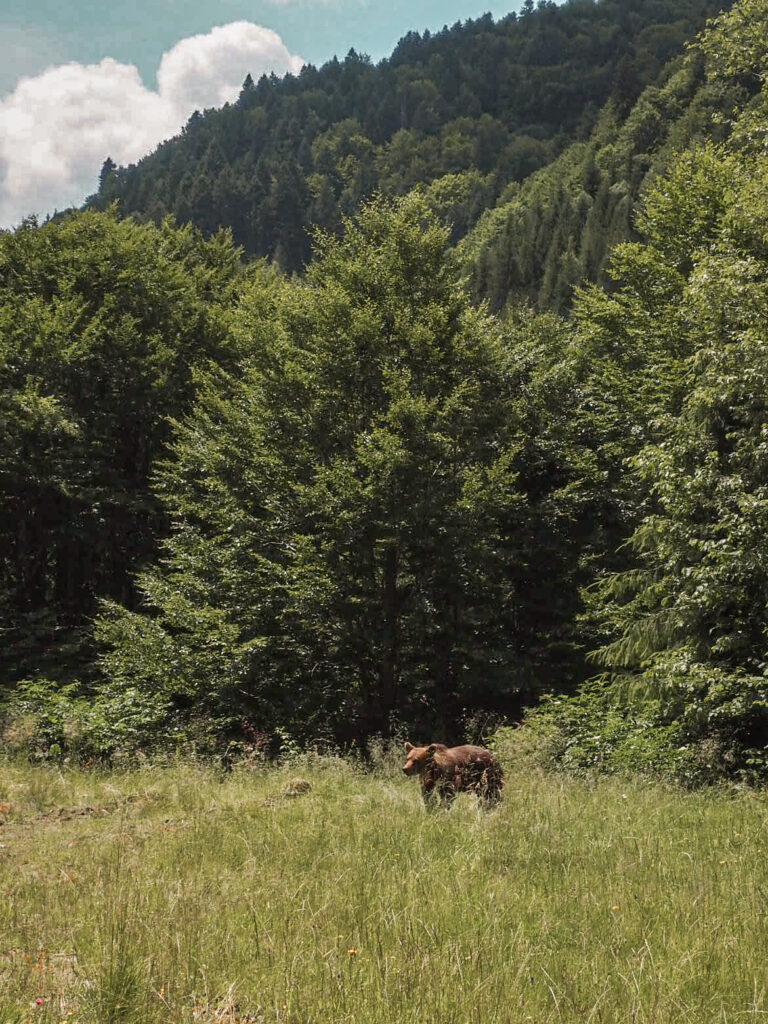 Onderweg beren spotten