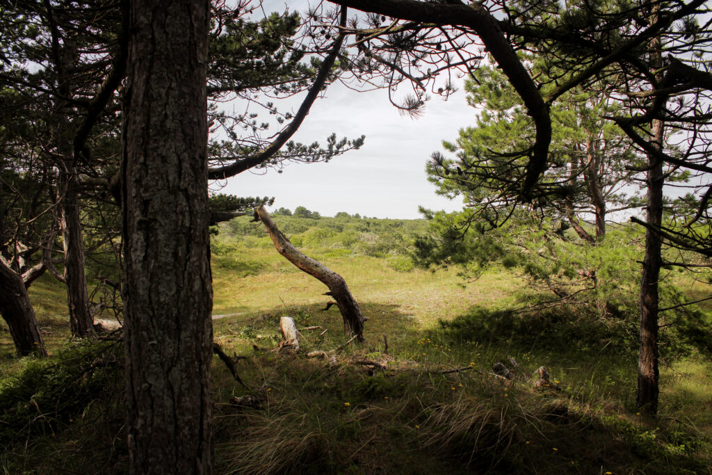 Boswandeling door Nationale Park Schiermonnikoog