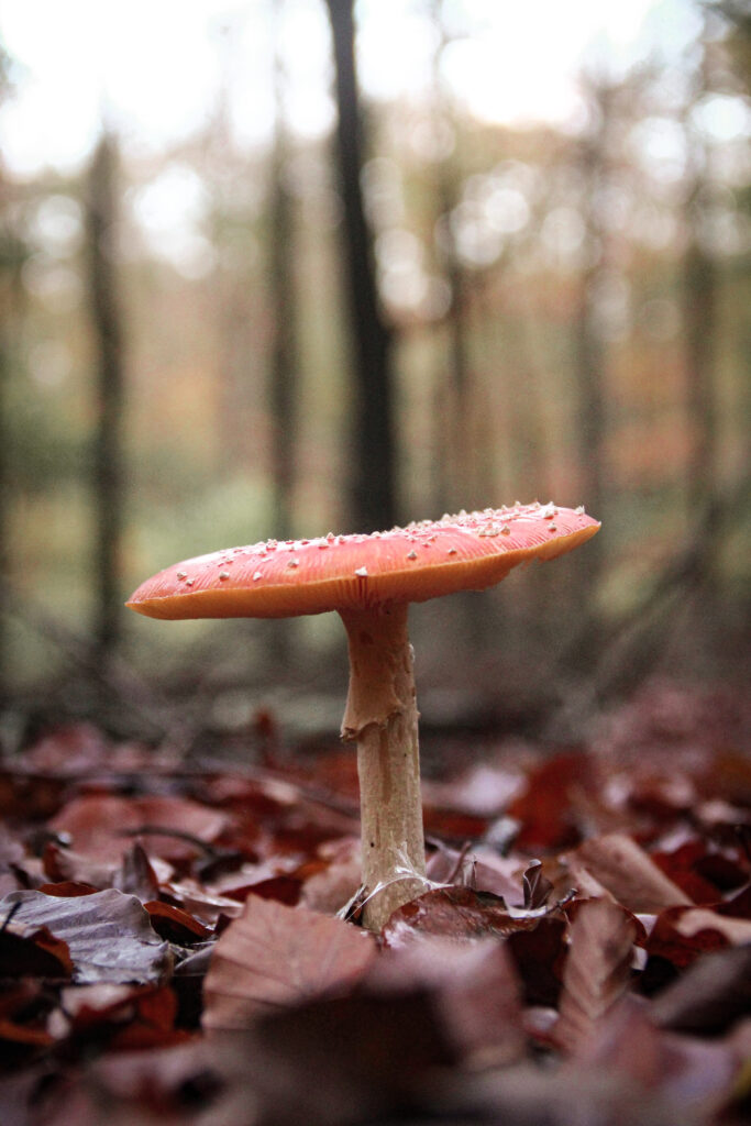 Prachtige natuur in Nationaal Park Dwingelderveld