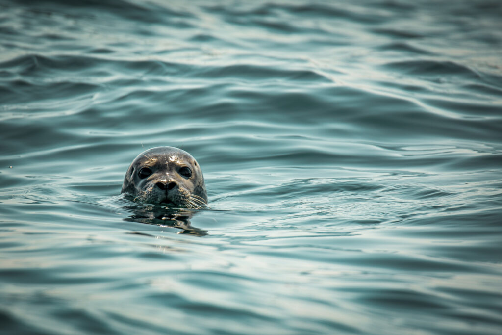 Zeehonden spotten tijdens Zeehonden Experience