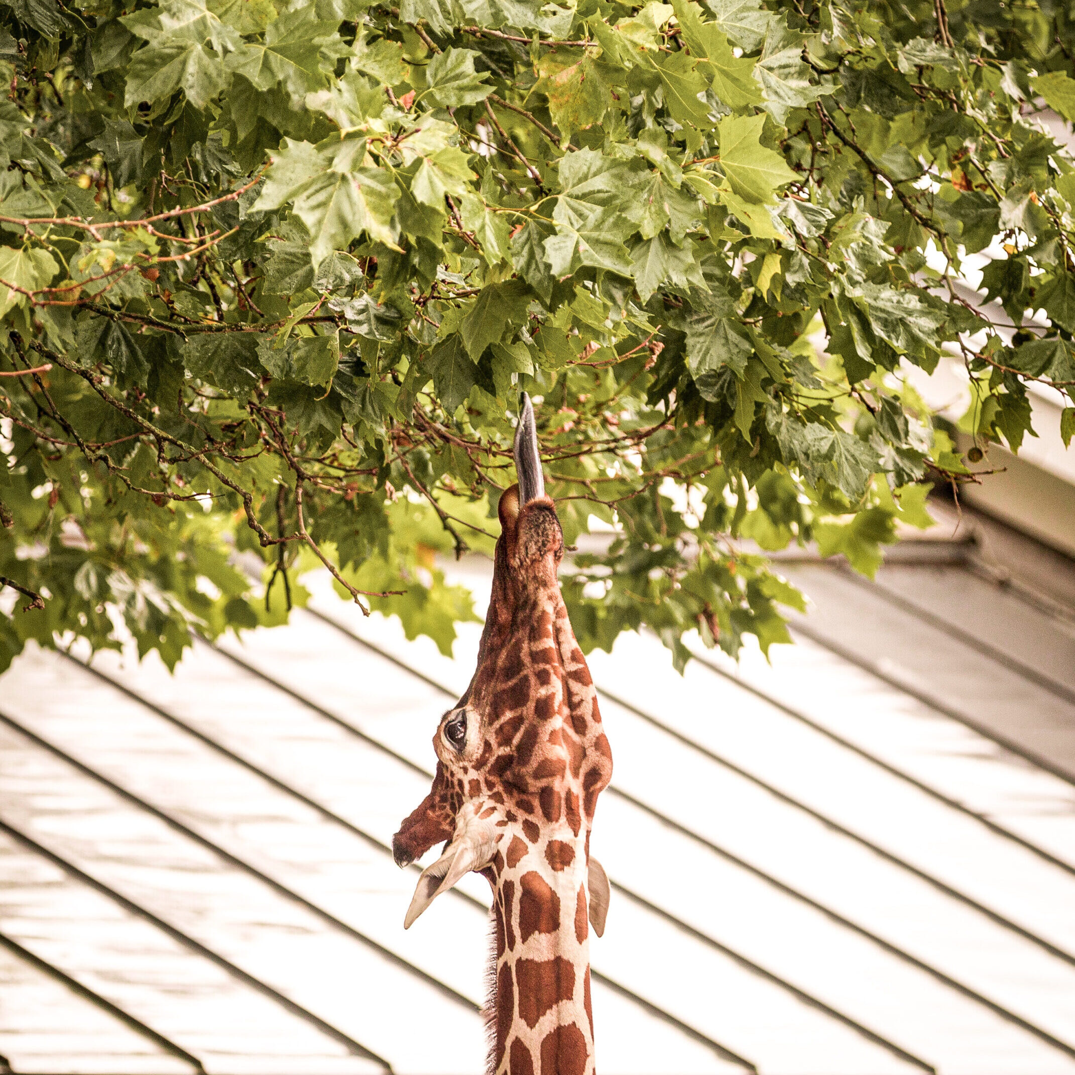 Bezoek aan dierentuin Artis