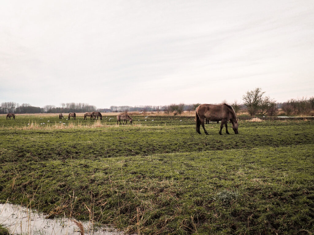 Konikpaarden spotten tijdens wandeling