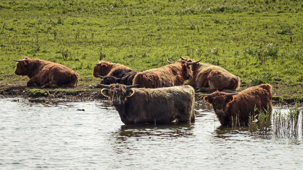 Schotse Hooglanders in Nationaal Park Lauwersmeer