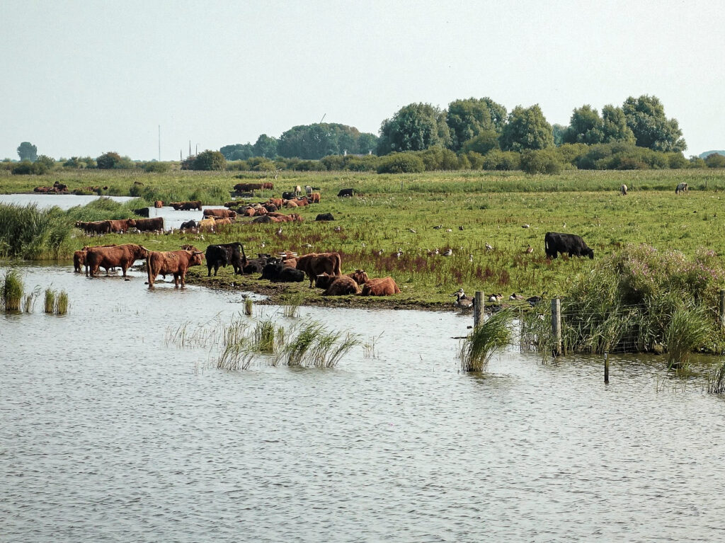 Schotse Hooglanders spotten