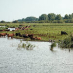 Nationaal Park Lauwersmeer: 9 leuke dingen om te doen