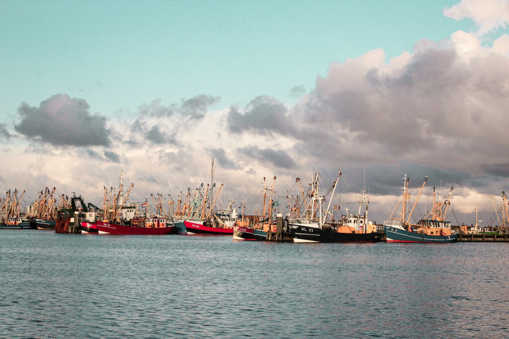 Visje eten in de haven van Lauwersmeer 