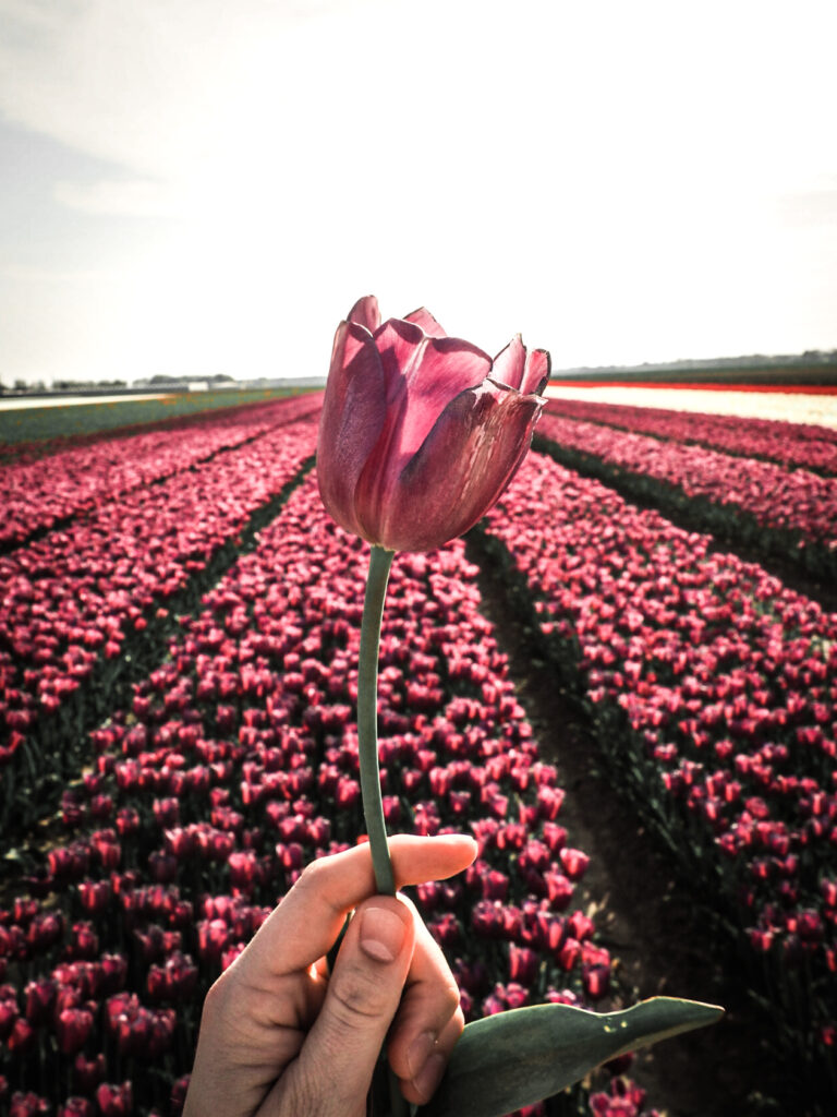 Prachtige tulpenvelden in Nederland