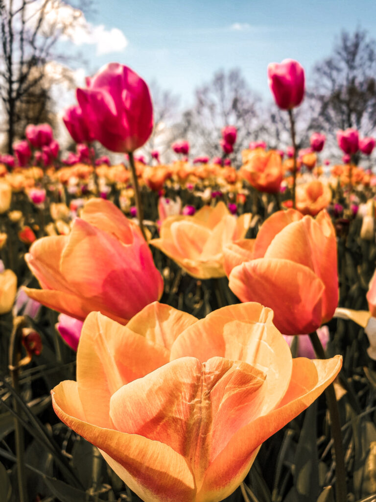 Tulpentijd op de Keukenhof