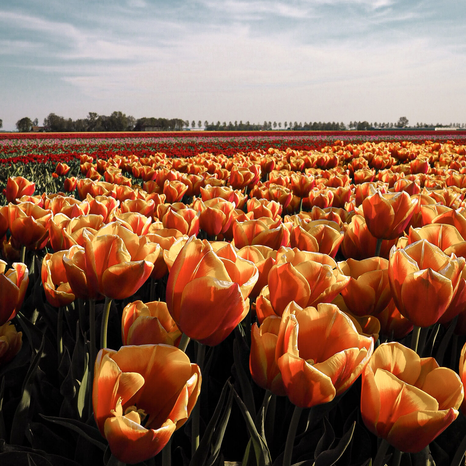 Uitzicht over de tulpenvelden