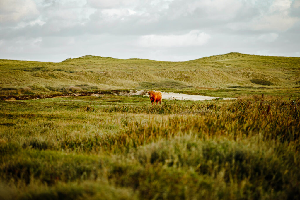 Schotse Hooglanders spotten op Texel